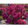 Lagerstroémie 'Red Wine'  Lagerstroemia indica 'Red Wine'