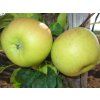 Jabloň 'Sirius' - kontejner  Malus domestica 'Sirius'