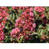 Lagerstroémie 'Coral Magic'  Lagerstroemia indica 'Coral Magic'