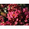 Lagerstroémie 'Coral Magic'  Lagerstroemia indica 'Coral Magic'