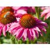 Echinacea Bandolero Rose (1)