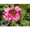 Echinacea Bolero Rose (3)
