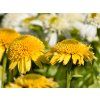 Echinacea Cara Mia Yellow (1)