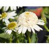 Echinacea Double White Compact (3)