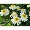 Třapatka 'Double White Compact' - Echinacea 'Double White Compact'  Echinacea 'Double White Compact'