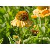 Echinacea PickUp Yellow (2)