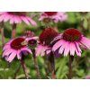 Echinacea Sensation Black Pearl (2)