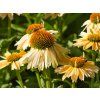 Echinacea Sensation Mango (1)
