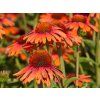 Echinacea Sensation Orange (3)
