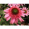 Třapatka SUNDIAL 'Pink' - Echinacea SUNDIAL 'Pink'  Echinacea SUNDIAL 'Pink'