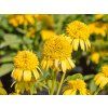 Echinacea Sunny Days Lemon (2)