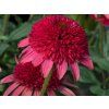 Třapatka Sunny Days 'Ruby' - Echinacea Sunny Days 'Ruby'  Echinacea Sunny Days 'Ruby'