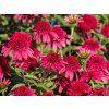 Echinacea Sunny Days Ruby (3)