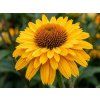 goldem sun 1