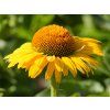 Echinacea Golden Sun (4)