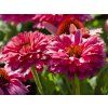 Echinacea Pink Grapefruit (1)