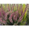Vřes obecný STARLIGHT 'Melody'  Calluna vulgaris STARLIGHT 'Melody'