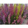 Vřes obecný STARLIGHT 'Milca'  Calluna vulgaris STARLIGHT 'Milca'