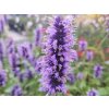 34575 3 agastache blue fortune agastache blue fortune