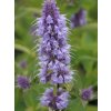 agastache 2