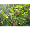 caba541f74a00672