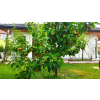 fe71094bef52897e
