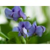 baptisia