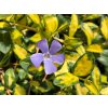 Barvínek menší 'Illumination' - Vinca minor 'Illumination'