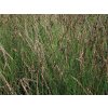 Bezkolenec modrý 'Moorhexe' - Molinia caerulea 'Moorhexe'