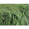 Bezkolenec rákosovitý 'Karl Foerster' - Molinia arundinacea 'Karl Foerster'
