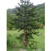 Blaho�et �ilsk� (Balen� kontejner RPC1, Tvar v��ka 15-20 cm)