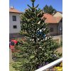 Blaho�et �ilsk� (Balen� kontejner RPC1, Tvar v��ka 15-20 cm)
