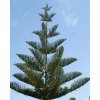 excelsa
