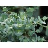 Eucalyptus gunnii (2)