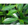 caucasica