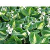 Bohyška 'Dream Queen' - Hosta 'Dream Queen'