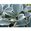 Bohyška 'El Nino' - Hosta 'El Nino'