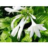 Bohyška jitrocelová 'Grandiflora' - Hosta plantaginea 'Grandiflora'