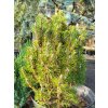 Pinus nigra 'Komet' (5)