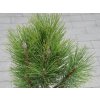 Borovice černá 'Obelisk'  Pinus nigra 'Obelisk'