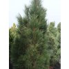 Borovice černá 'Obelisk'  Pinus nigra 'Obelisk'