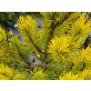 Pinus mugo 'Carsten's Wintergold' (1)