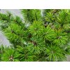 Pinus mugo 'Humpy' (1)