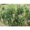 Borovice lesní 'Repens'  Pinus sylvestris 'Repens'