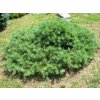 Borovice lesní 'Repens'  Pinus sylvestris 'Repens'