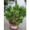 Pinus sylvestris 'Watereri' (2)