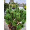 Pinus sylvestris 'Watereri' (1)