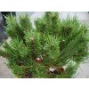 Pinus sylvestris 'Watereri' (2) kopie