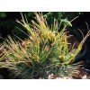 Borovice limba 'Aurea'  Pinus cembra 'Aurea'
