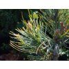 Borovice limba 'Aurea'  Pinus cembra 'Aurea'